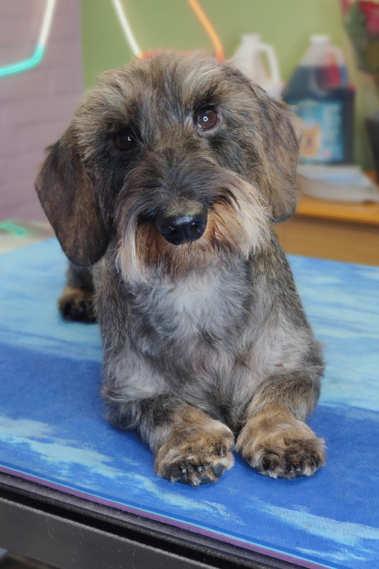 pilgren-hundesalon-trim (6)