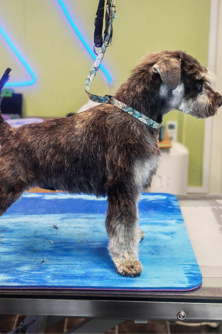 pilgren-hundesalon-trim (7)