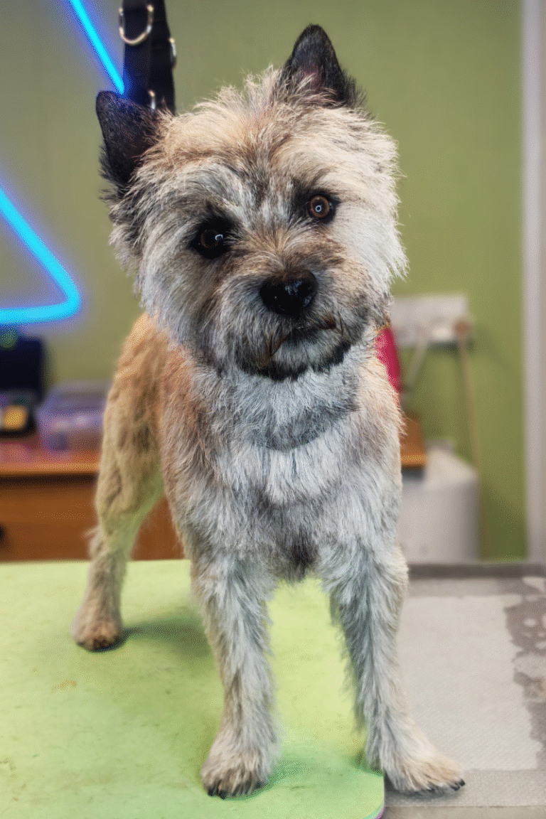 pilgren-hundesalon-trim (8)