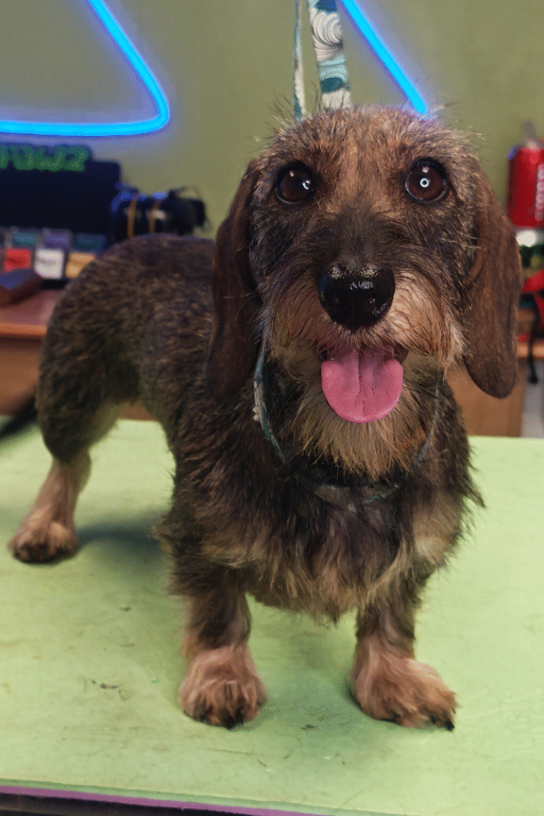 pilgren-hundesalon-trim (9)